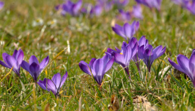 Zdjęcie dla galerii Wiosna w Gminie Baranów Sandomierski