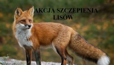 Zdjęcie dla artykułu Akcja szczepienia lisów!