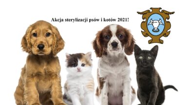 Zdjęcie dla artykułu Akcja sterylizacji psów i kotów