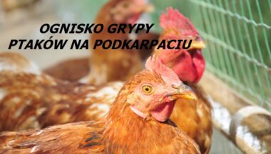 Zdjęcie dla artykułu Informacja w sprawie ptasiej grypy!