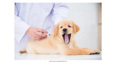 Zdjęcie dla artykułu Sczepienie psów przeciwko wściekliźnie