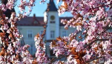 Zdjęcie dla galerii Piękny miesiąc maj w Gminie Baranów Sandomierski