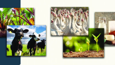 Zdjęcie dla artykułu Wsparcie finansowe dla rolników indywidualnych