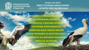 Zdjęcie dla artykułu ,, Rzecz to dzisiaj niesłychana! …wymyśl imię dla bociana”.
