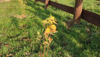 Zdjęcie dla artykułu Sadzenie drzew i krzewów miododajnych sposobem na ochronę bioróżnorodności w województwie podkarpackim