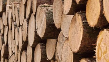 Zdjęcie dla artykułu Przetarg na sprzedaż drzewa – Baranów Sandomierski