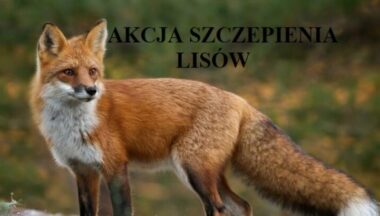 Zdjęcie dla artykułu Akcja szczepienia lisów!
