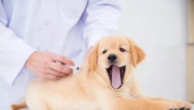 Zdjęcie dla artykułu Szczepienie psów – Dąbrowica