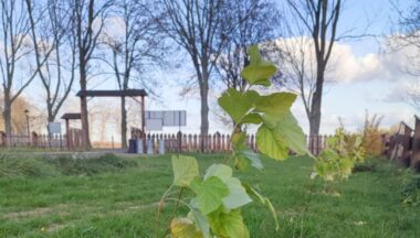 Zdjęcie dla artykułu Kolejne rośliny miododajne posadzone w Naszej Gminie!