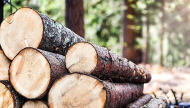 Zdjęcie dla artykułu Przetarg na sprzedaż drzewa – Wola Baranowska