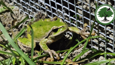 Zdjęcie dla artykułu Żaby? A kogo to obchodzi ! Brzydkie, obślizgłe, niepotrzebne…