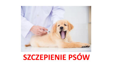 Zdjęcie dla artykułu Szczepienie psów w miejscowościach Dąbrowica i Wola Baranowska