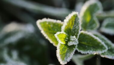 Zdjęcie dla artykułu Rolniku! Poniosłeś straty w uprawach rolnych ? Złóż wniosek o oszacowanie szkód!
