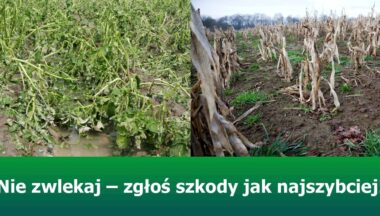 Zdjęcie dla artykułu Zniszczenia upraw i lasów po nawałnicach