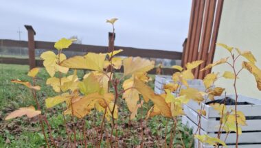 Zdjęcie dla artykułu Wzbogacamy przyrodę Podkarpacia – sadzimy rośliny miododajne