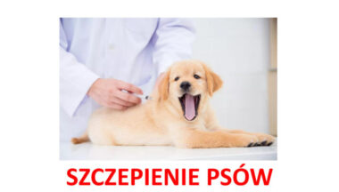 Zdjęcie dla artykułu Szczepienie psów – Dymitrów Duży, Dymitrów Mały, Siedleszczany, Suchorzów, Skopanie i Skopanie Osiedle