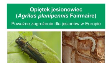 Zdjęcie dla artykułu Uwaga! Zagrożenie dla jesionów – opiętek jesionowiec